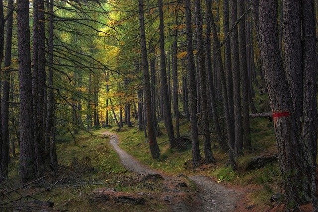 A hiker walking on a wooded trail